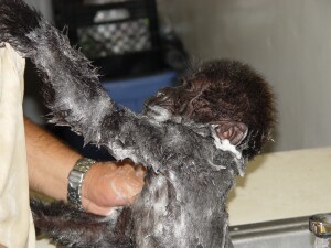 Baby Western Lowland Gorilla - Bangori gets a bath
